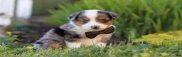 Toy Australian Shepherd dogs for sale: Thomas - Ad 5