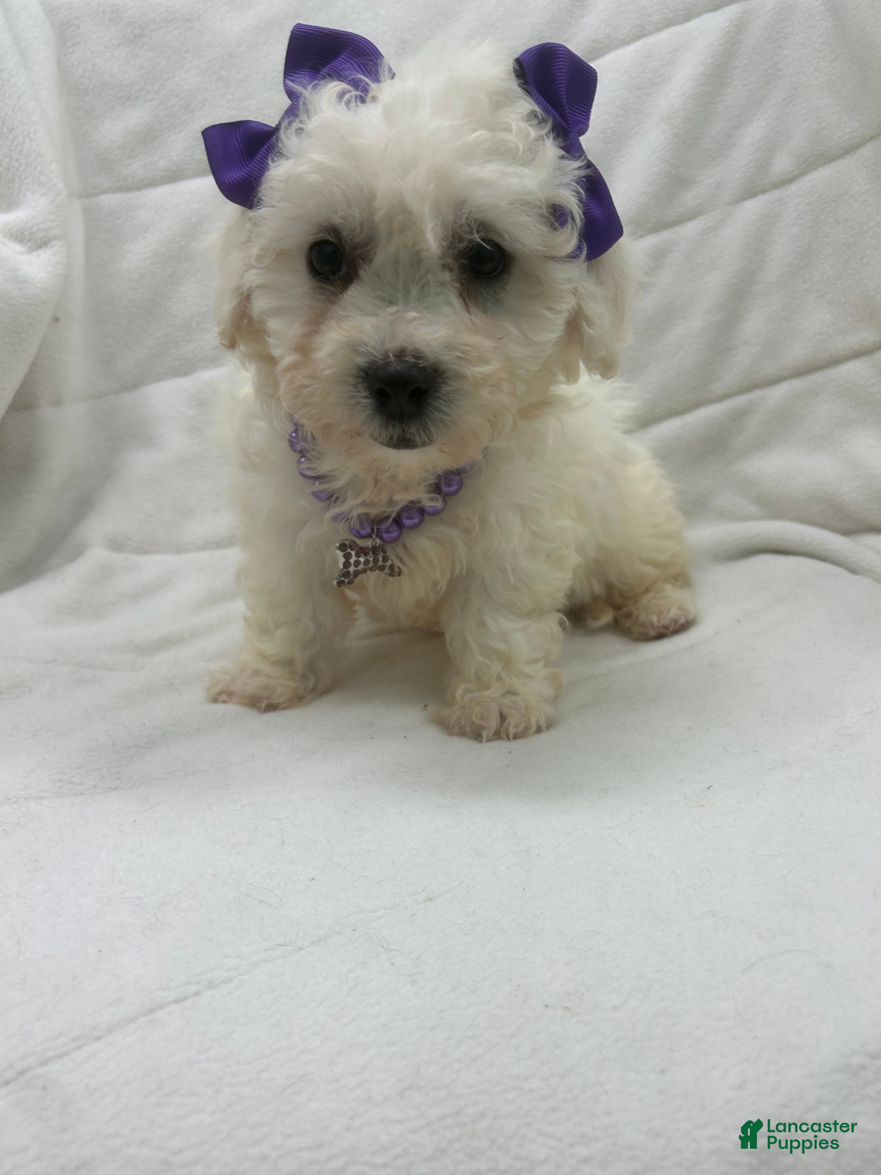 Bichon Frise dogs Bichon Frise Puppy 2 - Ad 4