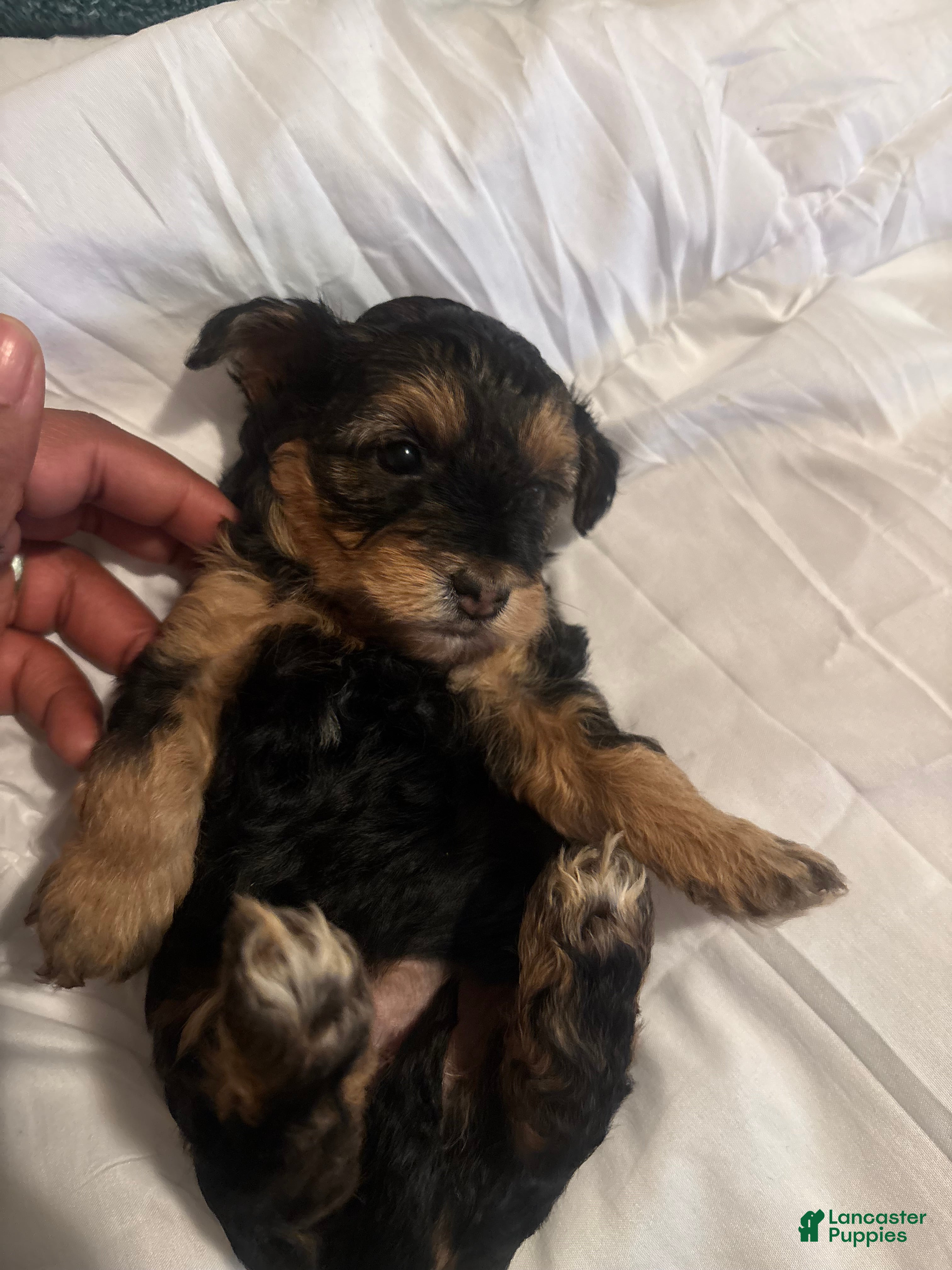Yorkiepoo dogs for sale: Yorkiepoo 4 - Ad 3