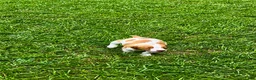 Brittany Spaniel dogs for sale: Teela - Ad 9
