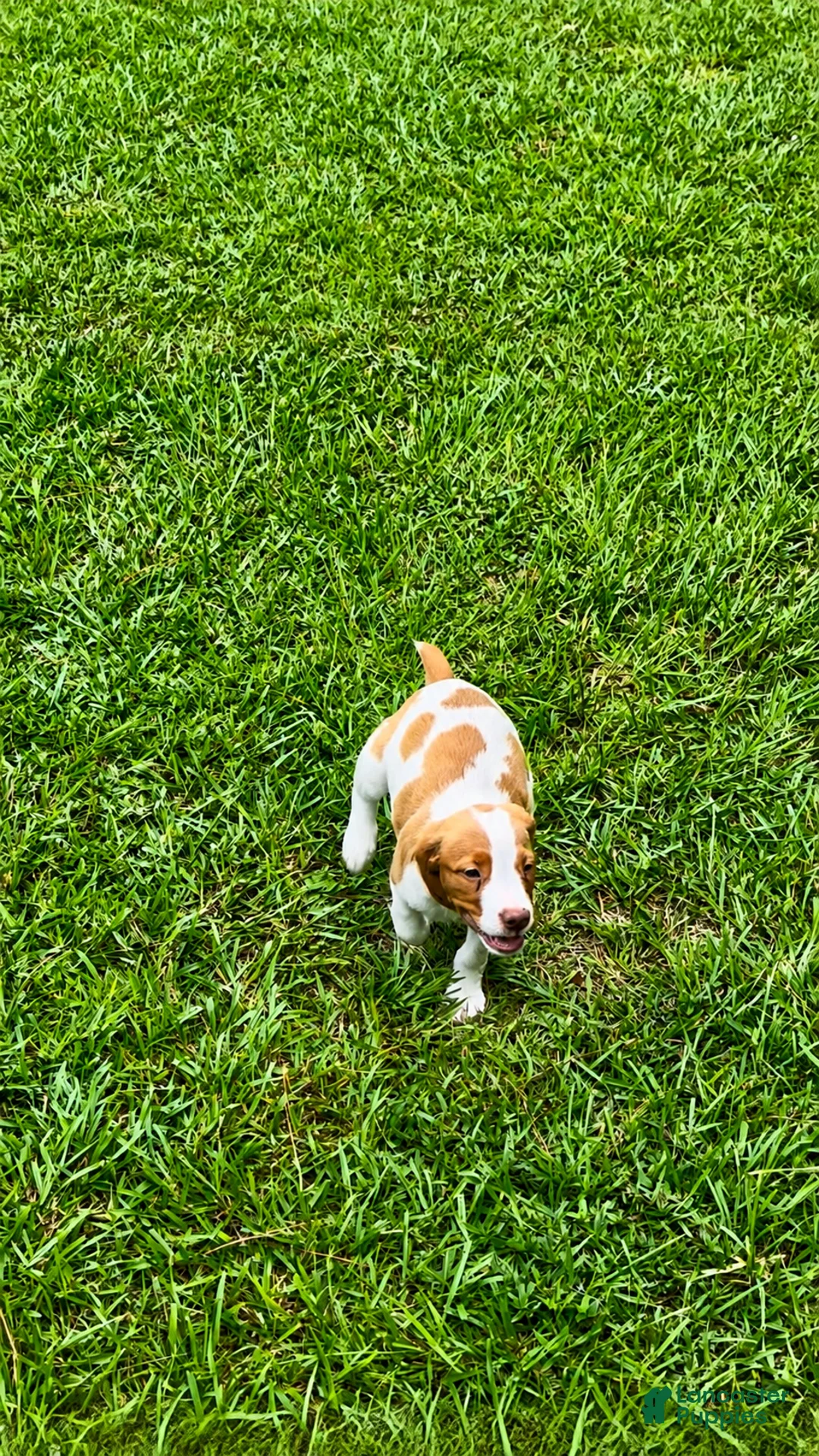 Brittany Spaniel dogs for sale: Teela - Ad 9