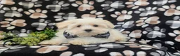 Maltese dogs for sale: Gus 7 lbs Full Grown - Ad 4