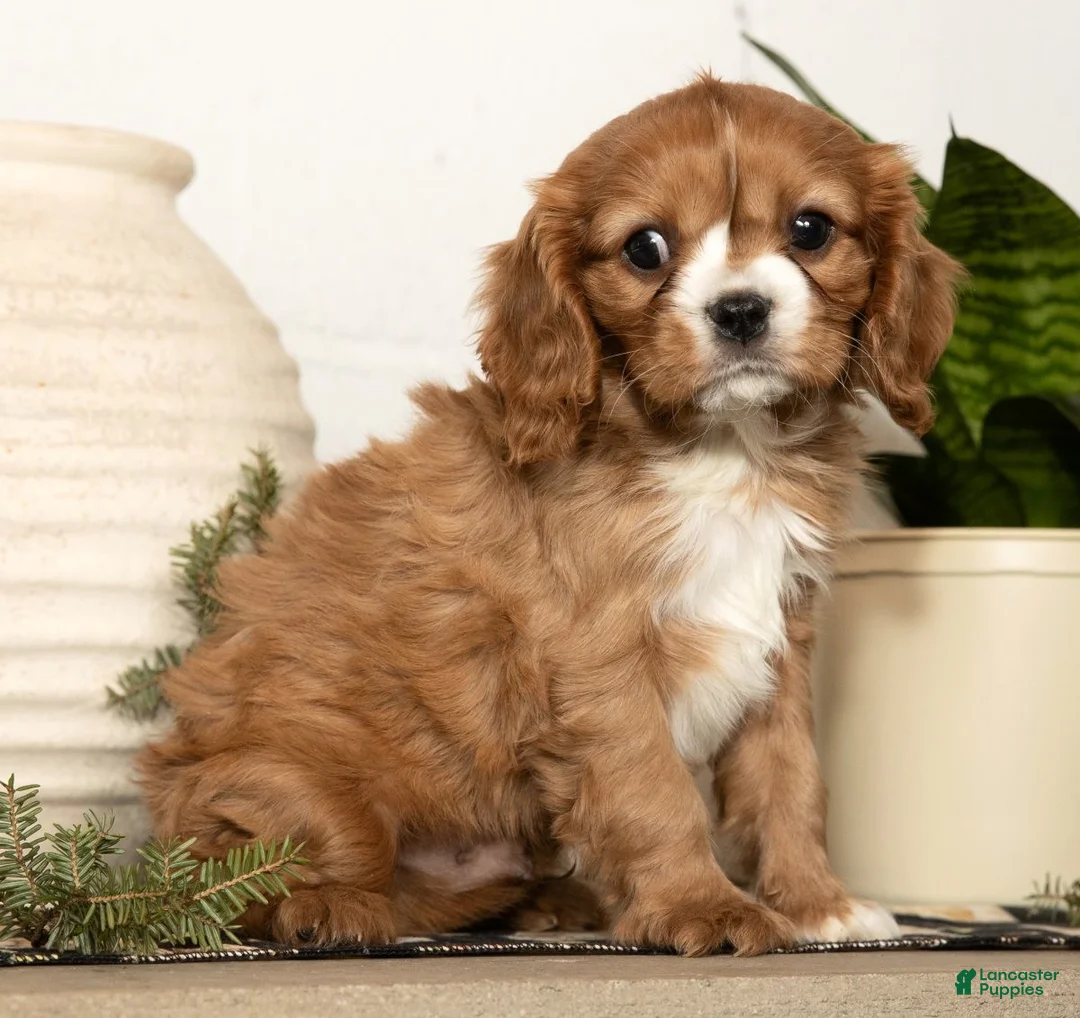 Cavalier King Charles Spaniel dogs for sale: Dakota - Ad 8