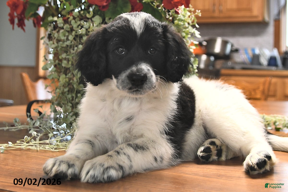 Portuguese Water Dog dogs Glory - Ad 1