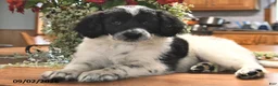 Portuguese Water Dog dogs for sale: Glory - Ad 1