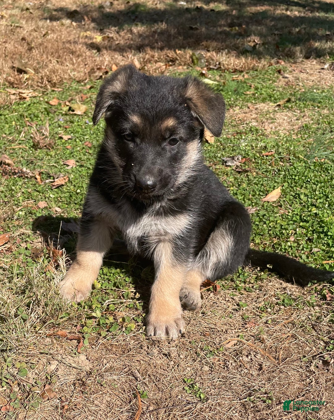 German Shepherd dogs for sale: Twinkle  - Ad 1