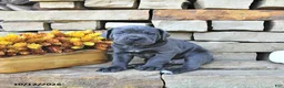 Cane Corso dogs for sale: Jazz - Ad 1