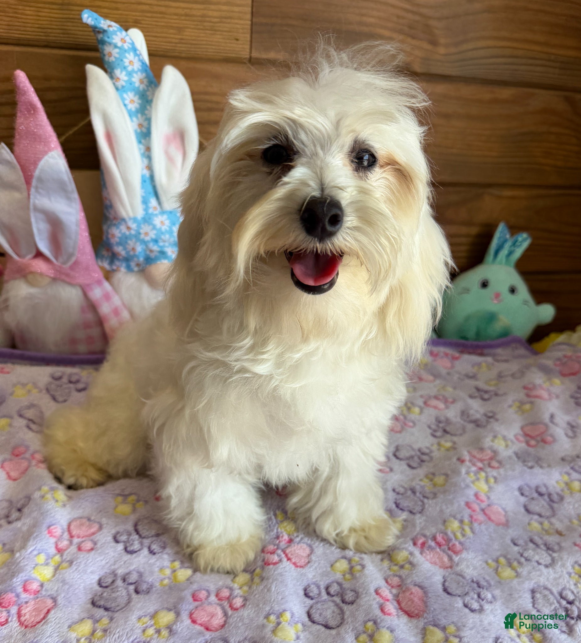 Maltipoo dogs Timmy - Ad 28