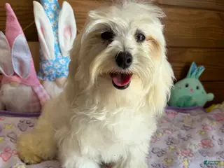 Maltipoo dogs Timmy - Ad 28