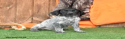German Shorthaired Pointer dogs for sale: Shadow - Ad 3