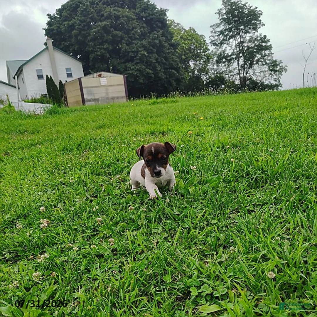 Jack Russell Terrier dogs for sale: Misty - Ad 1