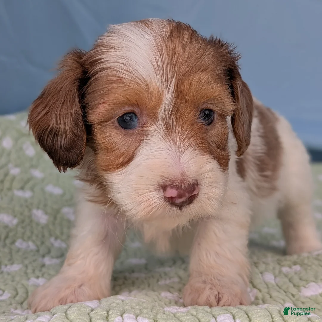 Miniature Dachshund dogs for sale: Rose - Ad 10