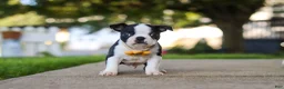 Boston Terrier dogs for sale: Shawn - Ad 2
