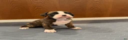 Boxer dogs for sale: Dior - Ad 3