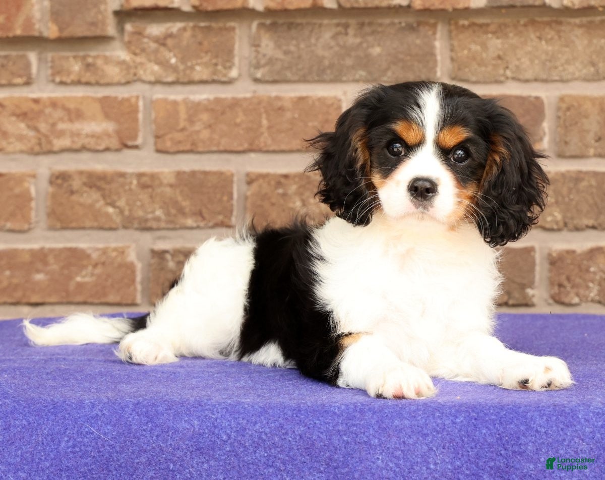 Cavalier King Charles Spaniel dogs Rosy - Ad 1