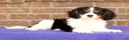 Cavalier King Charles Spaniel dogs for sale: Rosy - Ad 1