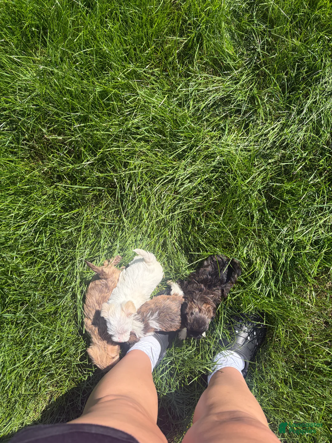 Mixed Breed dogs for sale: Mixed Breed 1 - Ad 2