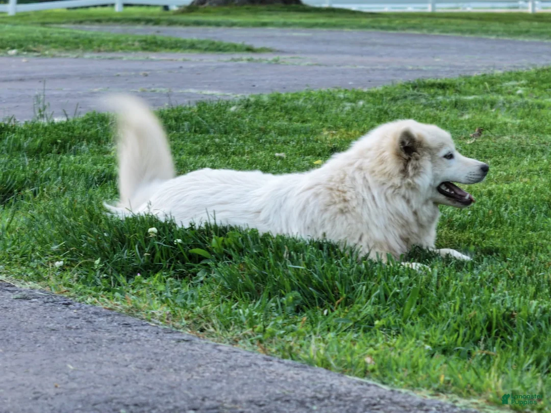 Pomsky dogs for sale: Fudge - Ad 5