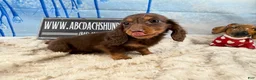 Dachshund dogs for sale: Chocolate mini long coat - Ad 8