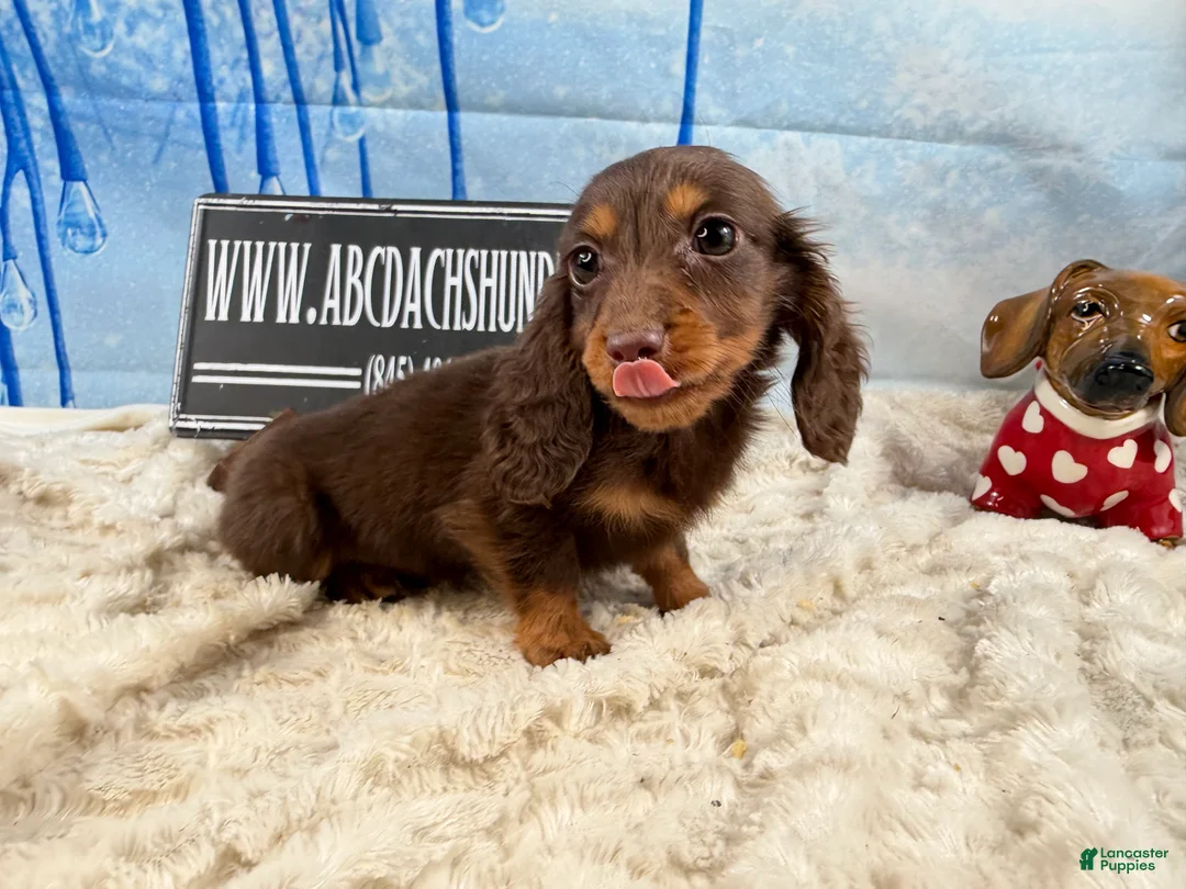 Dachshund dogs for sale: Chocolate mini long coat - Ad 8