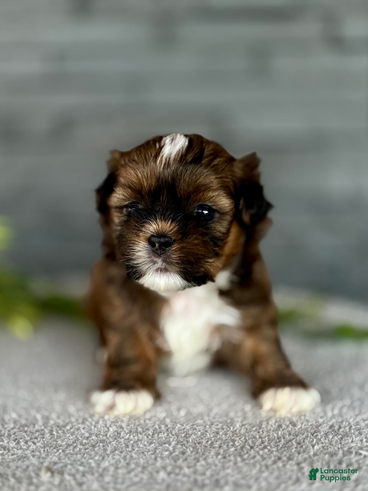 Shih Tzu dogs for sale: Salmon Shih Tzu Puppy  - Ad 3