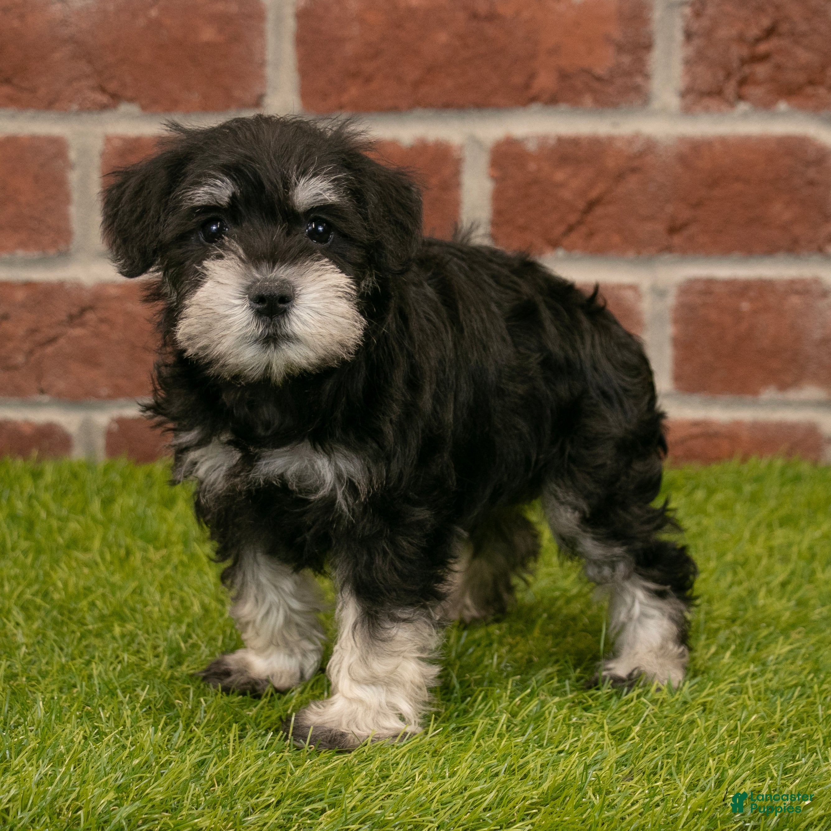 Miniature Schnauzer dogs Rachel - Ad 1