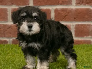 Miniature Schnauzer dogs for sale: Rachel - Ad 4