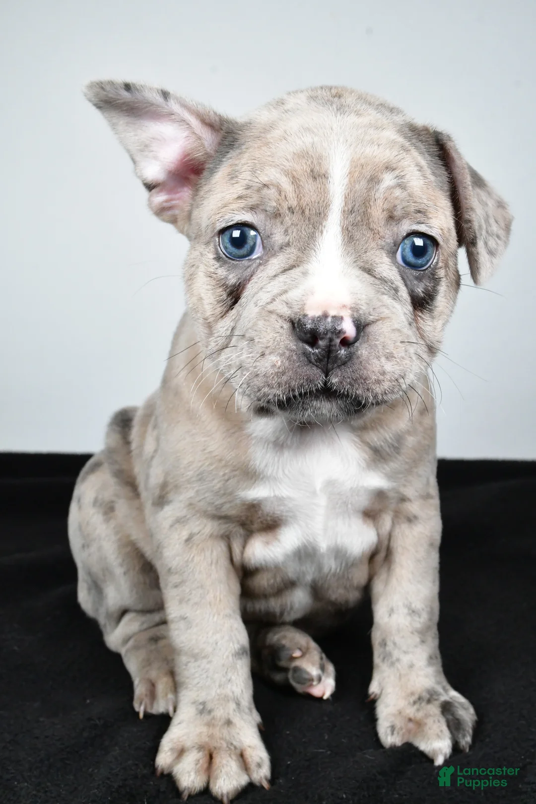 Frenchton dogs for sale: Twila  - Ad 1