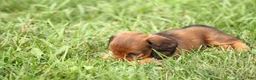 Dachshund dogs for sale: Sage - Ad 5
