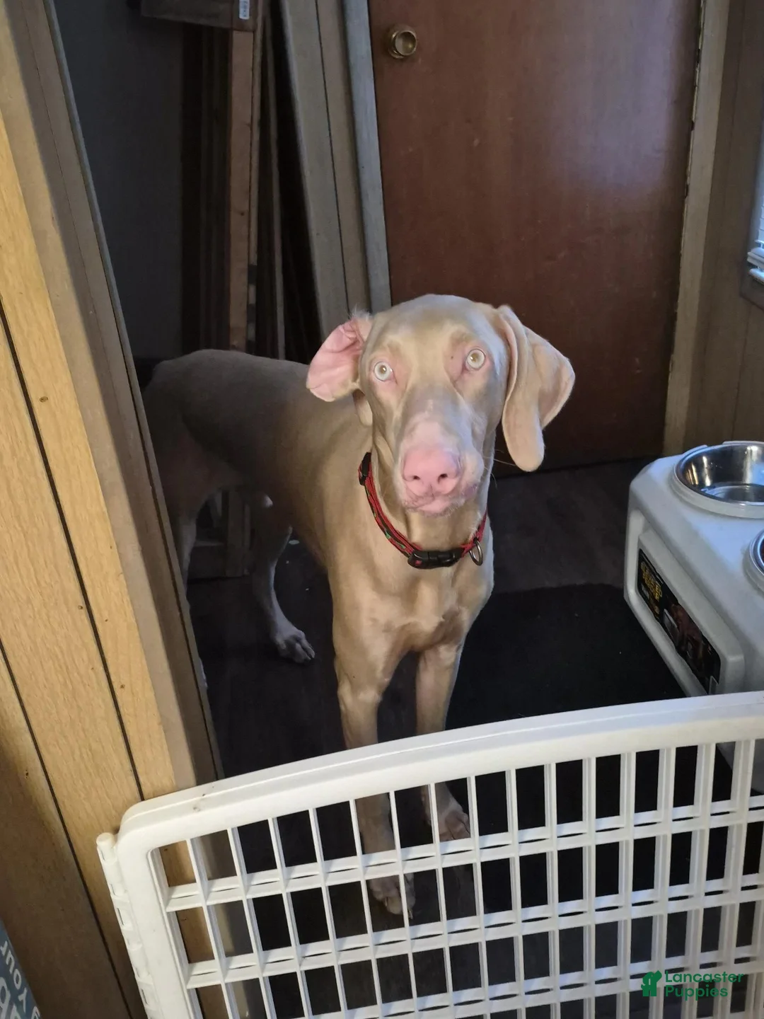 Doberman Pinscher dogs for sale: Doberman Pinscher 2 - Ad 3