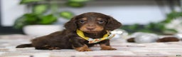 Miniature Dachshund dogs for sale: Alex - Ad 8