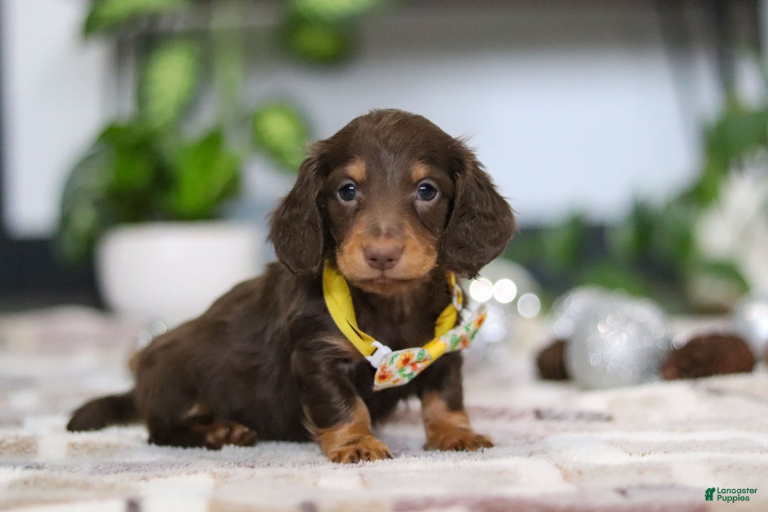 Miniature Dachshund dogs for sale: Alex - Ad 8