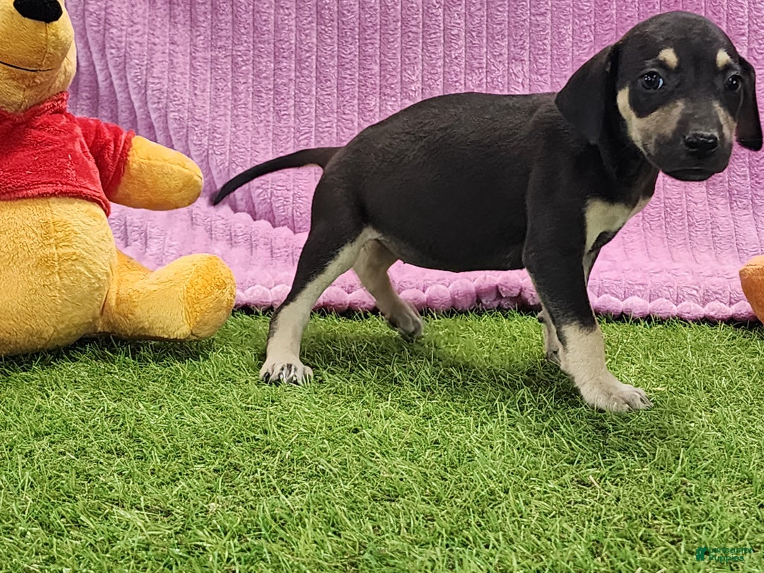 Catahoula Leopard Dog dogs for sale: Tess 2025 Female 1 - Ad 11