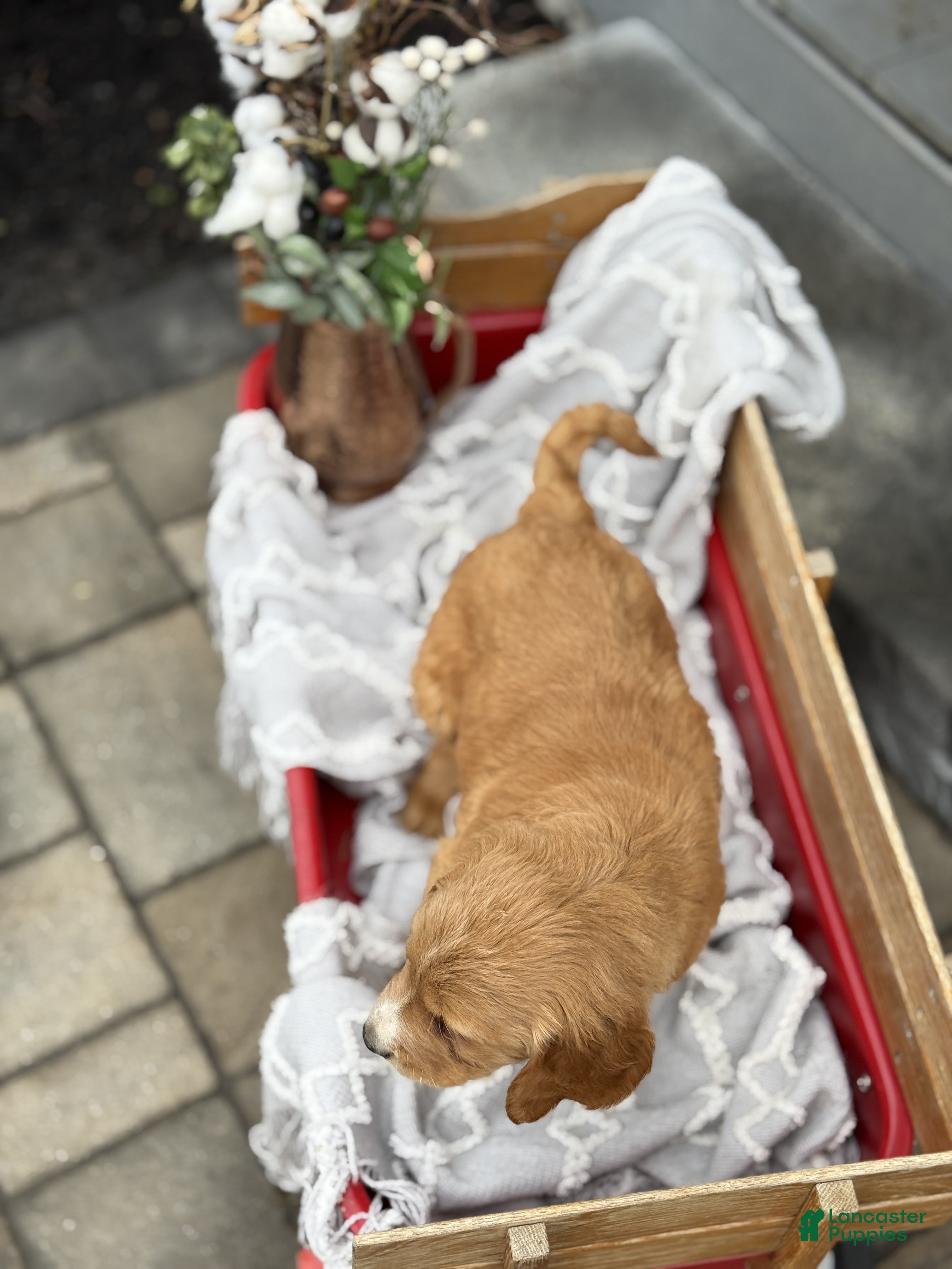 Goldendoodle dogs Odell - Ad 2