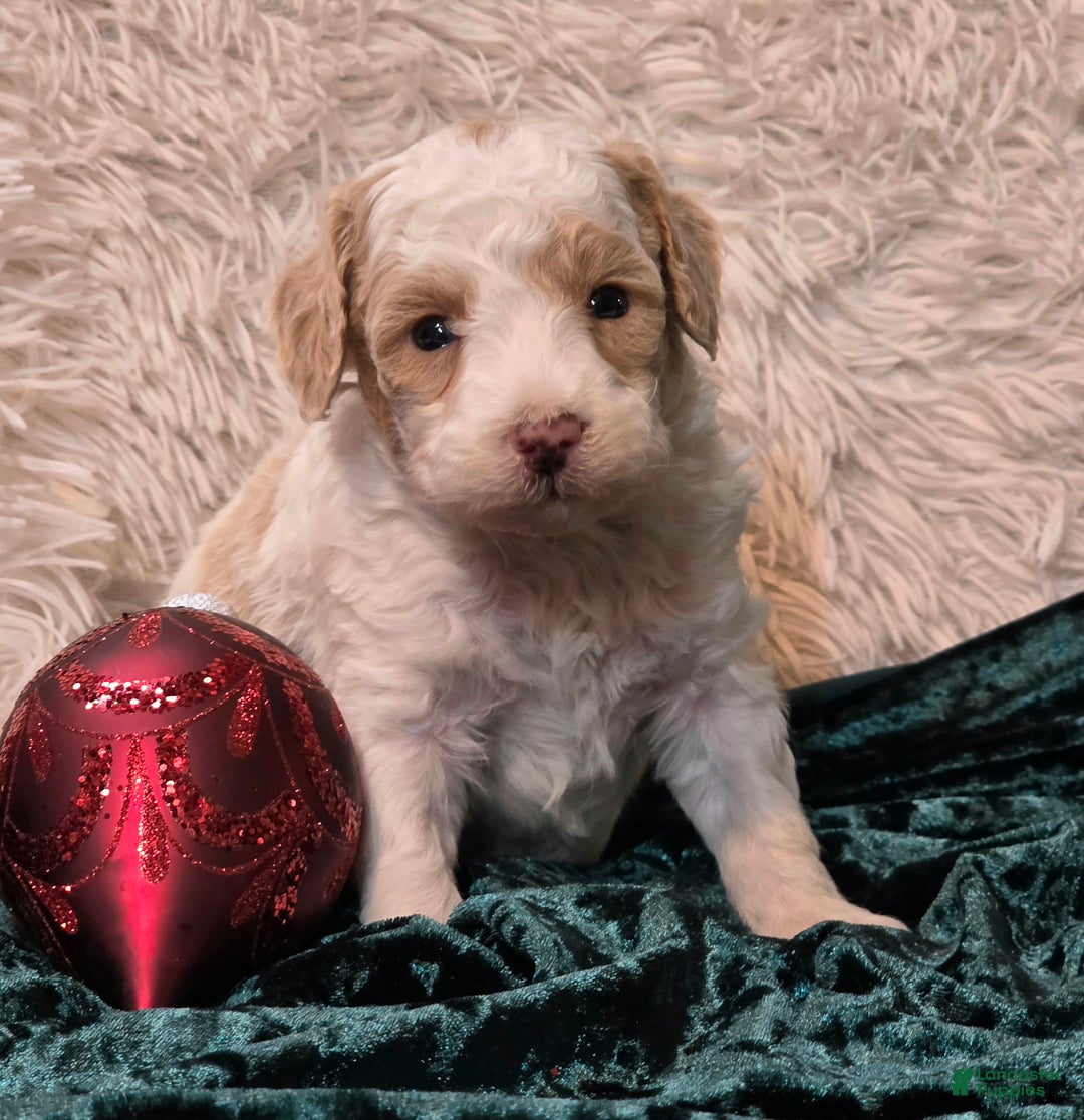 Mini Goldendoodle dogs for sale: Snowball - Ad 1