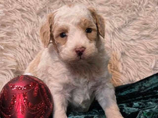 Mini Goldendoodle dogs Snowball - Ad 35