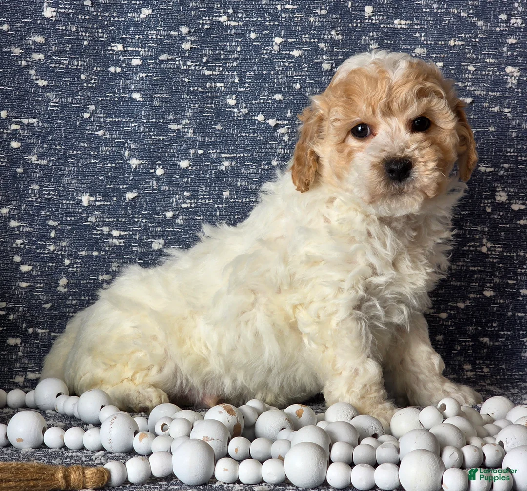 Bichpoo dogs for sale: Barney  - Ad 2