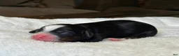 Mixed Breed dogs for sale: Tricolor Micro Mini - Ad 3