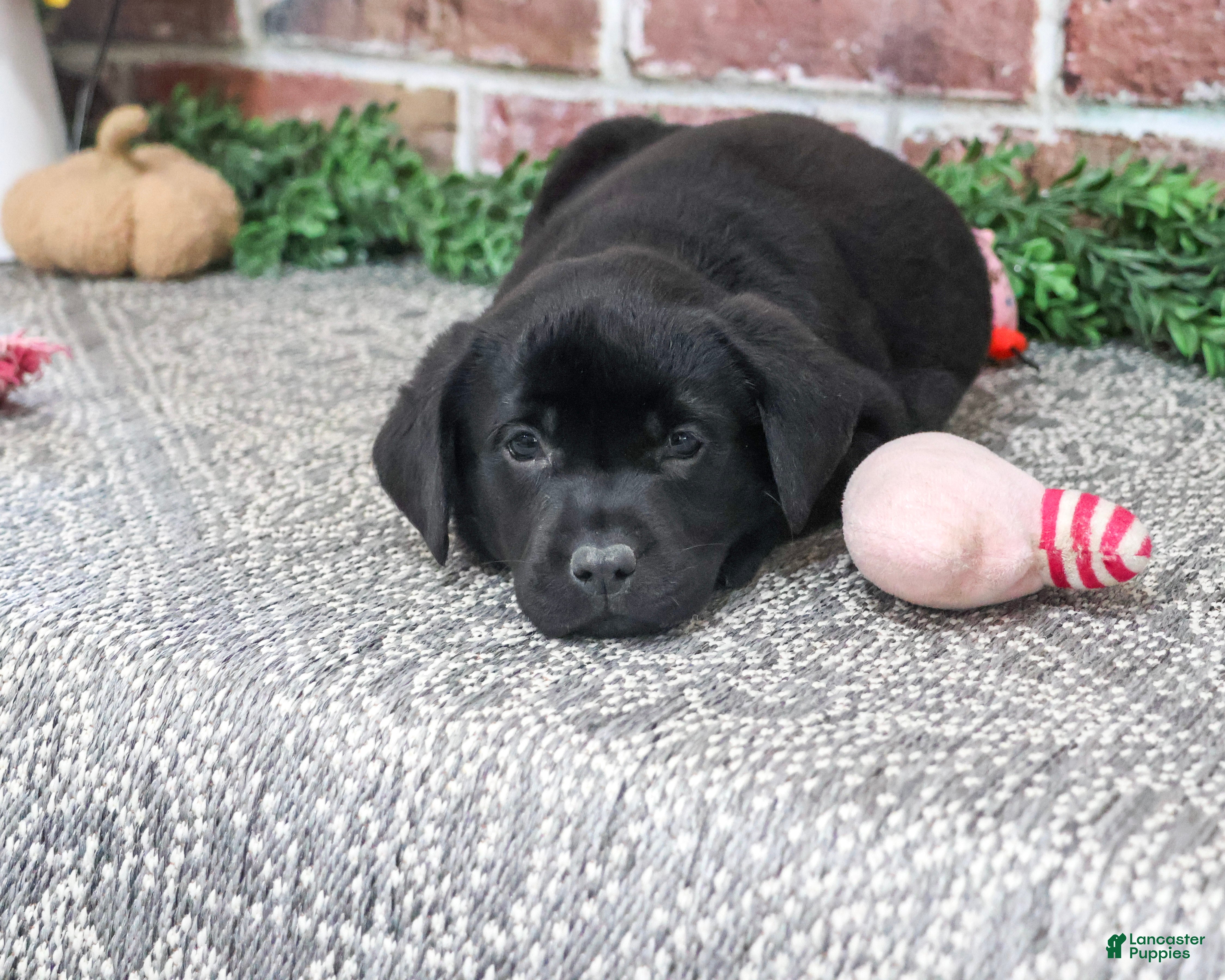 Labrador Retriever dogs for sale: Opal - Ad 2