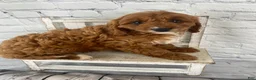 Cavapoo dogs for sale: Duke - Ad 10