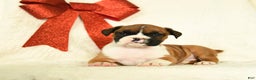 Boxer dogs for sale: Jingles - Ad 2