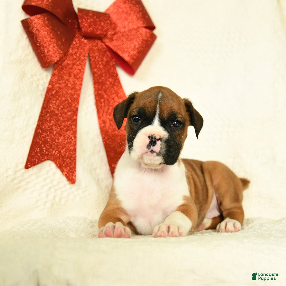 Boxer dogs for sale: Jingles - Ad 2