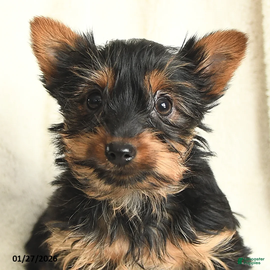 Yorkshire Terrier dogs for sale: Taffy - Ad 3
