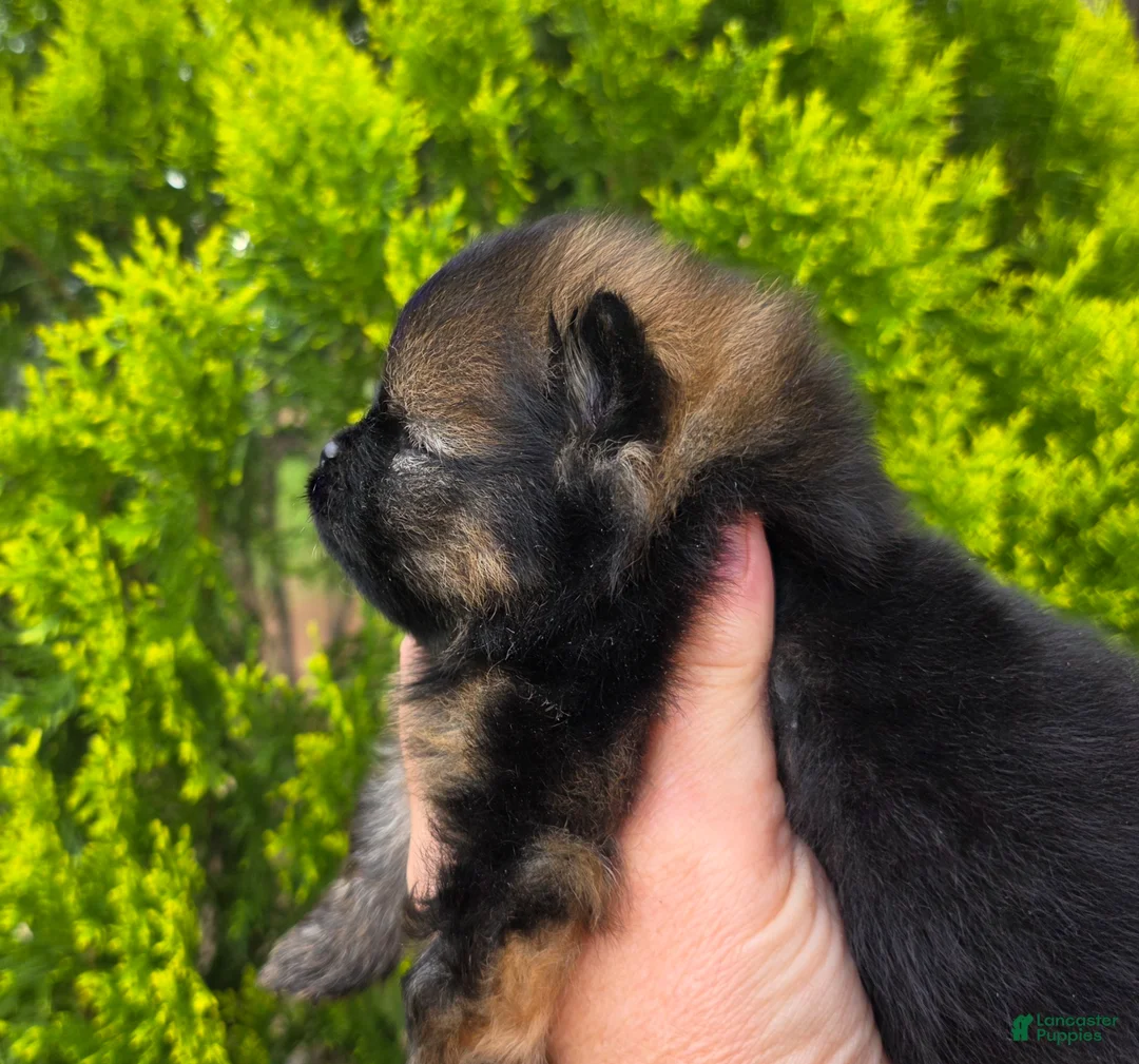 Pomeranian dogs for sale: Pomeranian Puppy 1 - Ad 6