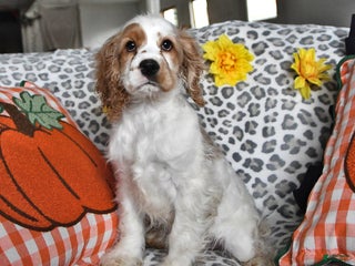 Cocker Spaniel dogs - Ad 3