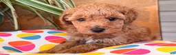 Toy Poodle dogs for sale: Max - Ad 1
