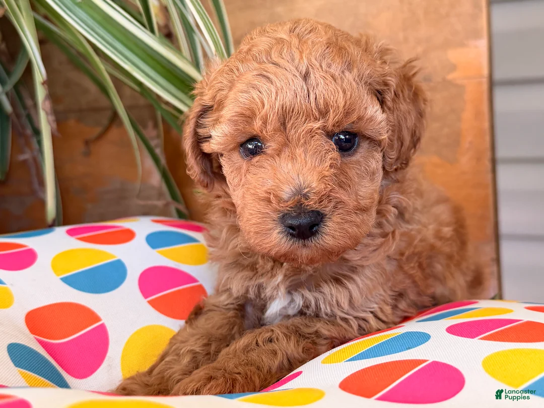 Toy Poodle dogs for sale: Max - Ad 1