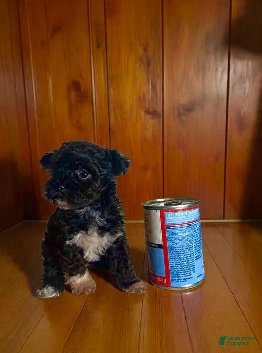 Pomapoo dogs Teacup - Ad 2