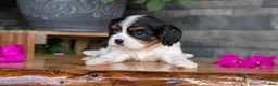 Cavalier King Charles Spaniel dogs for sale: Lance - Ad 10