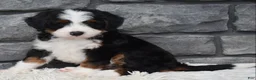 Mini Bernedoodle dogs for sale: Cinnamon  - Ad 4